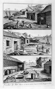 盐腌，洗涤，包装沙丁鱼，1751-1777年 作者 不明