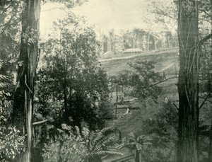 1901年，维多利亚州上金布布鲁克的一幕。 作者 不明