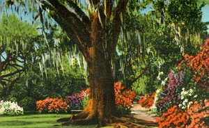 1942年，南卡罗来纳州查尔斯顿附近的木兰花园中的场景。 作者 不明