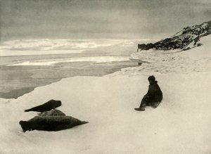 海冰边缘的海豹，c1908，1909年 作者 不明