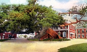 丝绸棉树，拿骚，新普罗维登斯，巴哈马，c1900年代 作者 不明