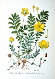 西尔维德（Silverweed），1893年 作者 不明