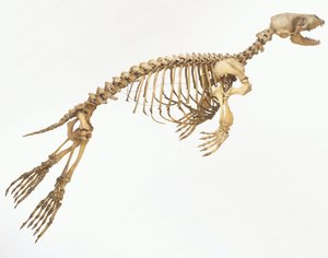 海豹（Phoca vitulina）的骨架“运动”，侧视图 ©Dave King/Dorling Kindersley/UIG/Leemage 作者 不明