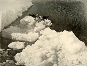 贼鸥在冰边，1909年摄于1909年。 作者 不明