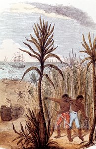 西印度群岛种植甘蔗的奴隶，1852年 作者 不明