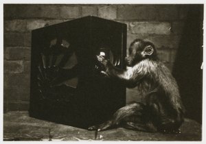 小猴子在收音机上玩转盘，大约在 1935 年由一位不知名的摄影师拍摄 作者 不明