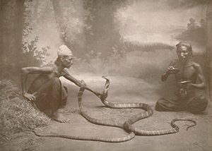 蛇怪与Hamadryads Kuy Cobras，1900年。 作者 不明