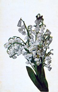 雪花莲，法国花卉明信片，c1900 作者 不明