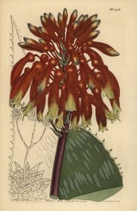 肥皂芦荟或斑马芦荟，黄斑芦荟（最大的常见肥皂芦荟，Aloe saponaria latifolia） 作者 不明