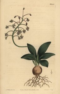 South Indian squill, Ledebouria revoluta (Lesser plain-leaved drimia, Drimia lanceaefolia) 作者 不明