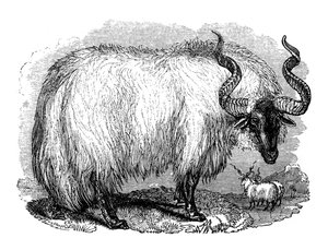 西班牙绵羊，1848年 作者 不明