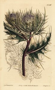 刺蓟, Cirium spinosissimum (Feathery Headed cnicus, Cnicus spinosissimus) 作者 不明