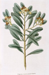 白肉桂Canella alba小树枝，1823年 作者 不明
