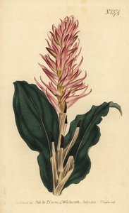 Stenorrhynchos speciosum orchid (红花的neottia, Neottia speciosa) 作者 不明