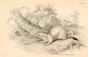 鼬鼠鼬鼬，鼬鼠家族的成员，1828年 作者 不明