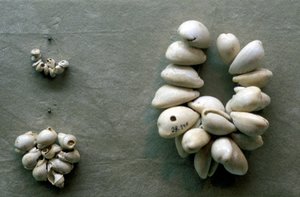 贝壳贝壳的弦 作者 不明
