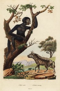 条纹鬣狗, Hyaena hyaena 1, and siamang, Symphalangus syndactylus, 濒危2 作者 不明