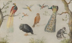 研究鸟类和猴子, 16601670. 作者 不明