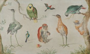 鸟类和猴子的研究, 16601670. 作者 不明