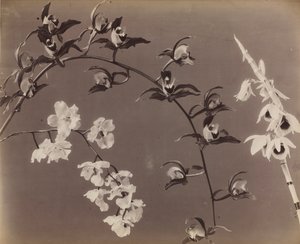 兰花研究，c。 1870年代。 作者 不明