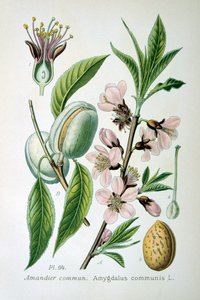 甜杏仁，1893年 作者 不明