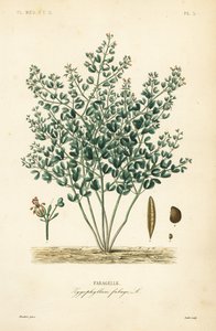 叙利亚豆角、Zygophyllum fabago、Fabagele 作者 不明