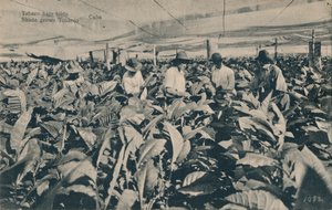 遮篷下的烟草。阴凉的烟草-古巴，c1900 作者 不明