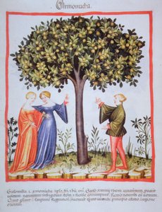 “Tacuinum Sanitatis”Codex Vindobonensis Nova 系列 2644，fol。 9、采杏，微型图（1370-1400）（纸本绘画） 作者 不明