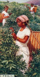 1号茶-采叶，锡兰，1928年 作者 不明