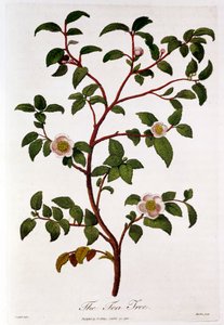 茶叶：山茶树的分支，1798年 作者 不明