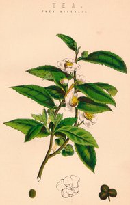 茶，十九世纪 作者 不明