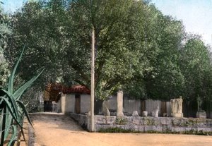 Terebinth树，阿尔及利亚哈马姆·梅斯库廷 作者 不明