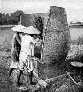 越南水稻安南（Annam）收割和脱粒的方式，1922年 作者 不明