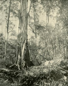 男爵，一棵著名的高大的树，1901年。 作者 不明