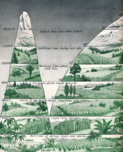 植被不同区，1935年 作者 不明