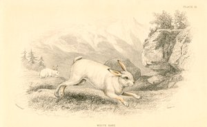 野兔欧洲兔，1828年 作者 不明