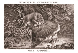 水獭，1924年。 作者 不明