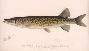 Pickerel Lucius Reticulatus。 Le Sueur。，约1920年代 作者 不明