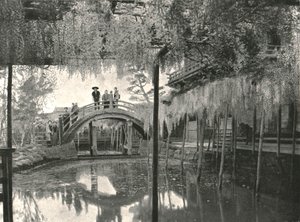 1895年，日本东京龟户市的新池池和紫藤。 作者 不明