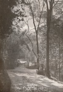 蒂茹卡精神，1914年 作者 不明