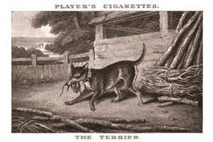 《小猎犬》，1924年。 作者 不明