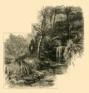 热带花园，巴特西公园，c1878年。 作者 不明