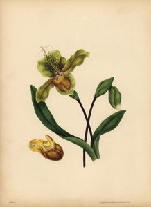 高贵的女士拖鞋，Cypripedium reginae，相似之处 作者 不明