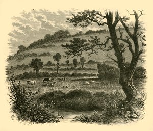 Thistledon，1898年。 作者 不明