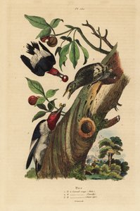 三趾啄木鸟，Picoides tridactylus，雄性、雌性和幼鸟外巢 作者 不明