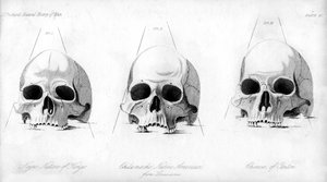 三种人类头骨，1848年 作者 不明