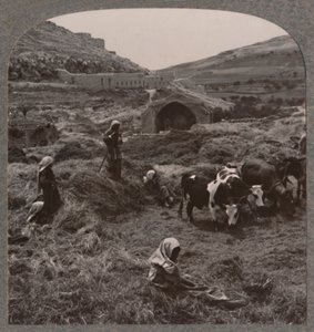 雅各布斯井附近的脱粒谷物，c1900 作者 不明