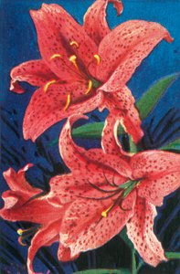 老虎百合，c1928。 作者 不明