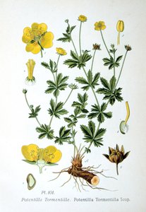 托门蒂尔，1893年 作者 不明