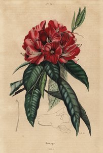 树杜鹃，杜鹃花 作者 不明